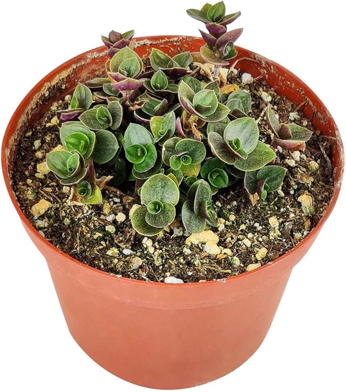 Callisia Repens Sedum (Turtle Vine) (2" Grower Pot) - Easy and Low Light Houseplant - Best Indoor Plant for Home and Office Decoration