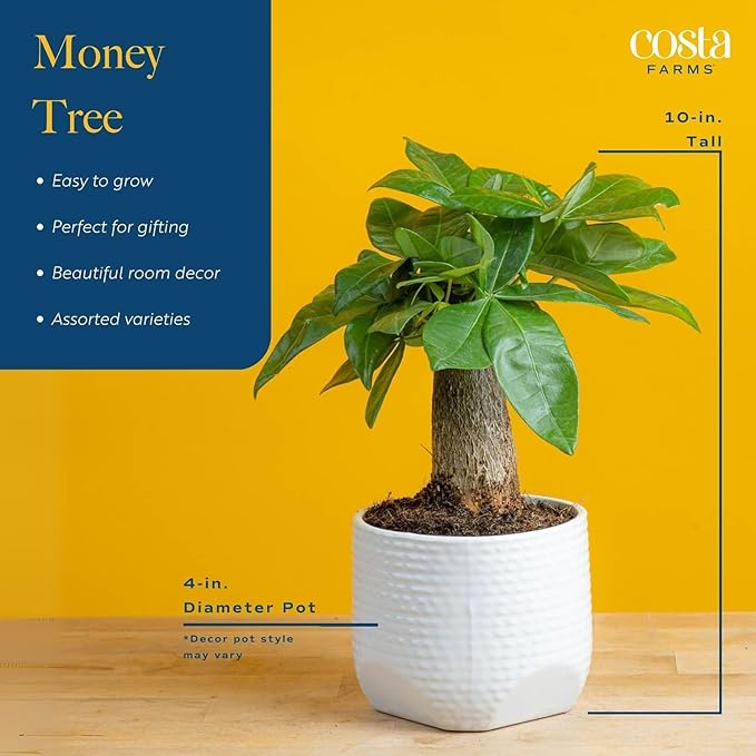 Costa Farms Money Tree Live Indoor Plant, 10 Inches Tall, Pachira Aquatica Bonsai-Style Real Plant, Pet-Friendly Real Houseplant in Decorative Pot, Desk or Office Decor Gift