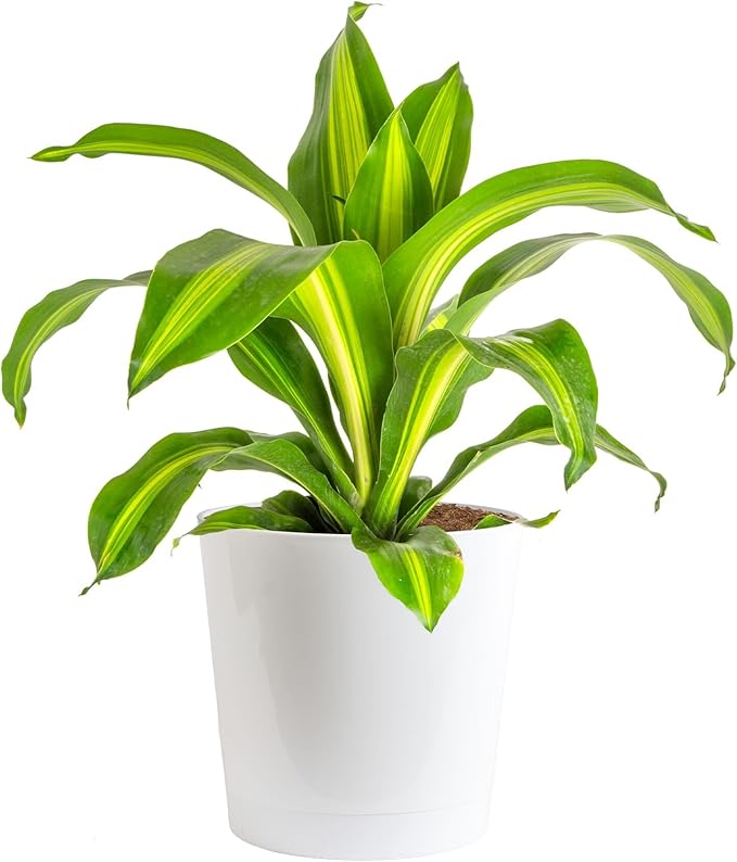 Costa Farms Dracaena Golden Heart Live Indoor Plant, Easy to Grow Houseplant in Decor Plant Pot, Potting Soil Mix, Living Room Home and Office Decor, Housewarming Gift, 2-3 Feet Tall