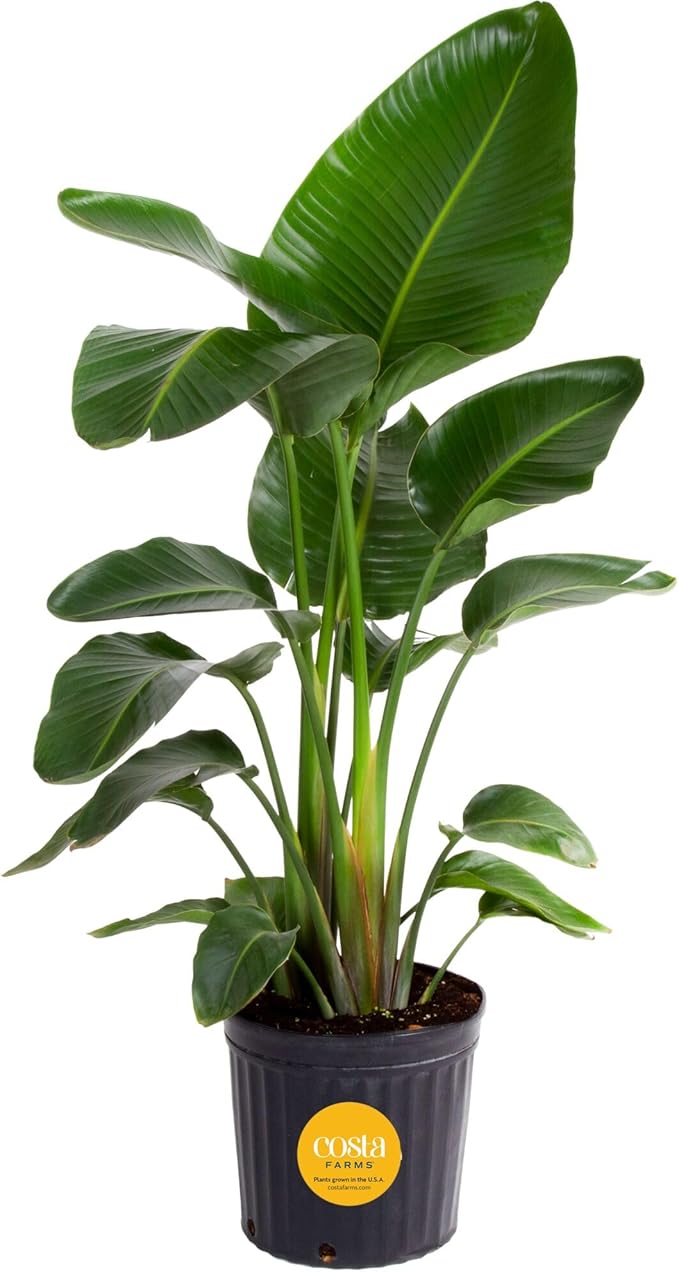 Costa Farms Live White Bird of Paradise Plant, Large 2-3 Foot Tall Indoor Tropical Tree, Strelitzia nicolai, Natural Air Purifying Houseplant, Easy Care Live Room Decor for Home or Office