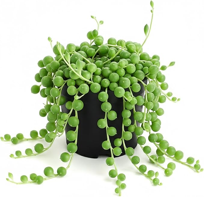String of Pearls Live Succulent, 2 Inch Fully Rooted Potted Plant, Easy Care & Drought Tolerant, Trailing Indoor Houseplant for Home Decor