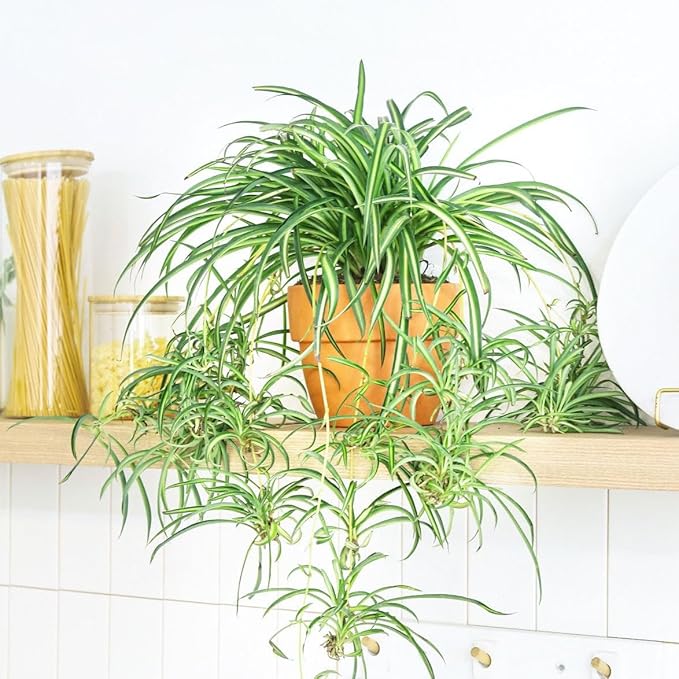 Spider Plant (4 inch) - Air-Purifying Houseplants - 4/6 inch Unique Live Decorative Houseplants - Low-Maintenance Indoor Plants, House Warming Gift, Natural Air Purifier