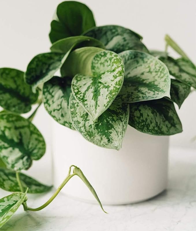 American Plant Exchange Silver Splash Pothos – Live 6-Inch Potted Satin Pothos Vine, Easy-Care Air Purifying Houseplant, Fast-Growing Indoor Plant for Home, Office & Modern Tropical Indoor Décor