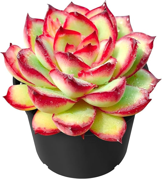 Sprout N Green Echeveria Mexican pulidonis, Live Succulent Rooted in 2" Pot, House Plant for Party Favors Home Indoor Outdoor Garden Wedding Decoration DIY Projects, Pets Friendly, Easy to Care