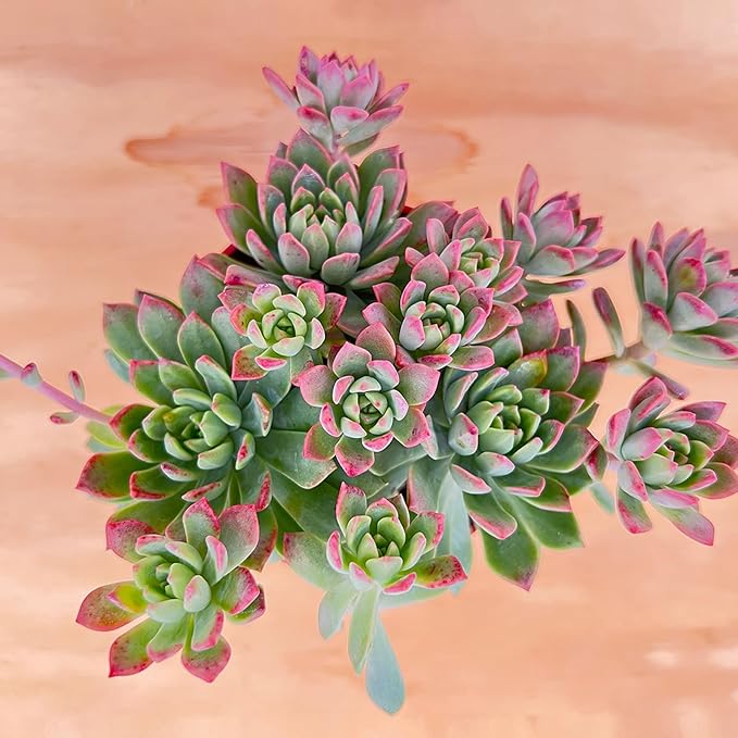 Sprout N Green Sedeveria Markus, Live Succulent Fully Rooted in 4" Pot with Soil Mix, House Plant for Home Office Wedding Hanging Decoration, DIY Projects, Party Favor, Easy to Care, Pets Friendly