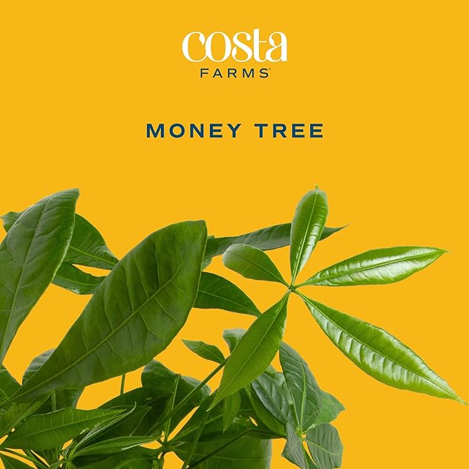Costa Farms Money Tree Live Indoor Plant with Heart Decoration, Pet Friendly Braided Bonsai Style Pachira Aquatica in Decorative Pot, Easy Care Air Purifier, Gift for Home or Office, 12-16 Inches Tall