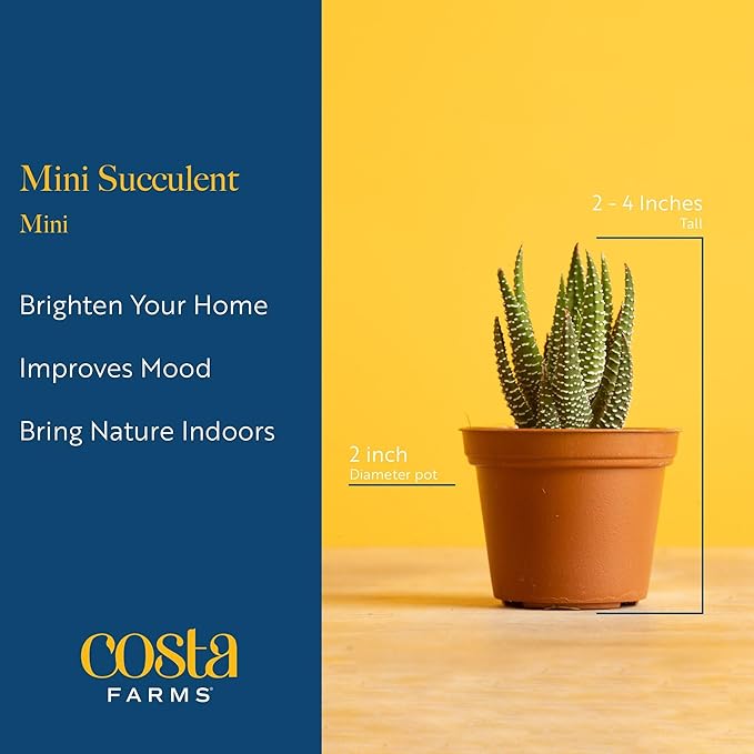 Costa Farms Mini Succulent Live Plants in Plastic Pot, Easy to Maintain Asssorted Indoor Succulents, Houseplants for Room Decor, House Warming or Birthday Gift, 2-3.5 Inches Tall, Pack of 6