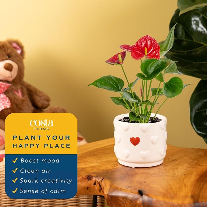 Costa Farms Live Anthurium Indoor Houseplant, Flamingo Flower with Heart-Shaped Red Blooms, 10-14 Inches Tall in Decorative Pot, Natural Air Purifier for Home or Office Decor, Gift for Her