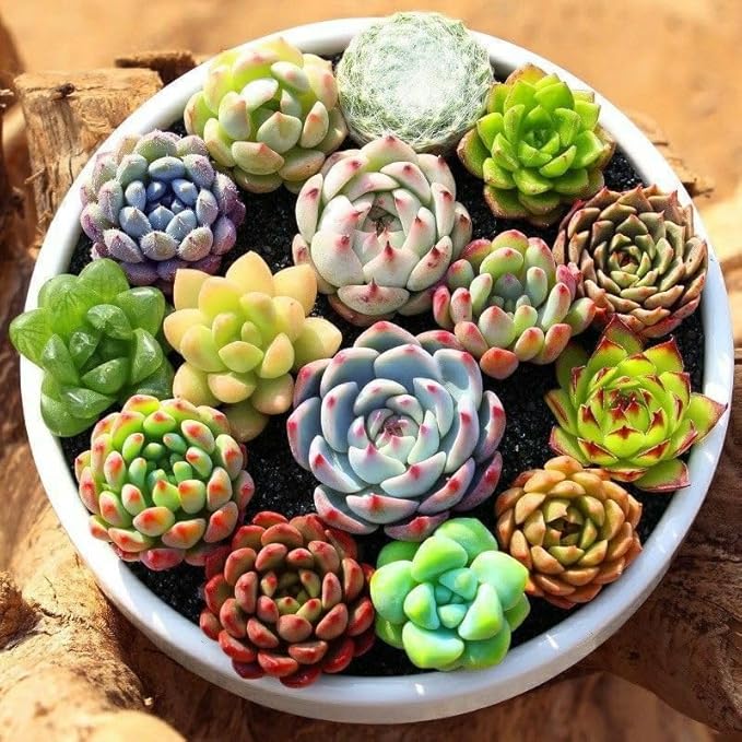 Succulents Plants Live Mini Succulent Pots in 2" Pots Indoor Desk Home Decor Gift Set Indoor Plants Live Houseplants for Room Decor (4 Succulent Plants)