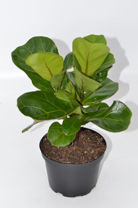 Live 6 Inch Ficus Bambino (Compact Fiddle Leaf Fig) in Nursery Grower Pot | Easy-Care Indoor Houseplant for Home and Office Décor | Air-Purifying Live Plant Gift