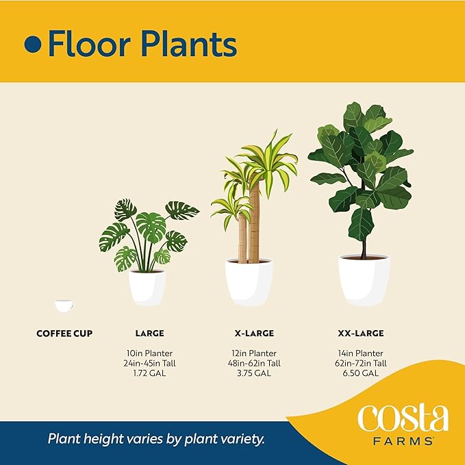 Costa Farms Calathea Live Plants in Decorative Pot, Large Indoor Houseplant, Assorted Variety, Home, Room, or Office Decor, Great House Warming or Birthday Gift, 2-3 Feet Tall, Pack of 2