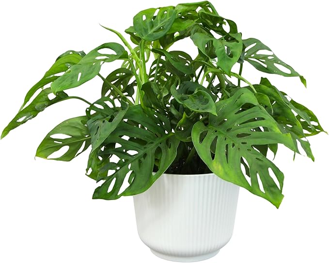 Altman Plants Swiss Cheese Plant Decor (Monstera Adansonii) in 6 Inch White Plastic Planter, Easy Plant & Desk Plant, Monstera Plant Live Plant Gift, Air Purifying Plants in Indoor Potting Soil Mix