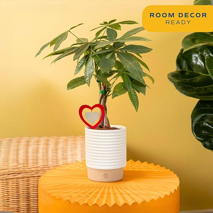 Costa Farms Money Tree Live Indoor Plant with Heart Decoration, Pet Friendly Braided Bonsai Style Pachira Aquatica in Decorative Pot, Easy Care Air Purifier, Gift for Home or Office, 12-16 Inches Tall