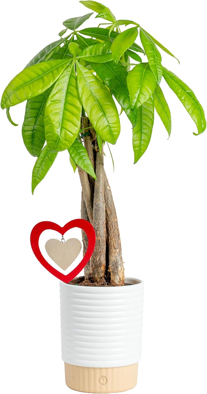 Costa Farms Money Tree Live Indoor Plant with Heart Decoration, Pet Friendly Braided Bonsai Style Pachira Aquatica in Decorative Pot, Easy Care Air Purifier, Gift for Home or Office, 12-16 Inches Tall