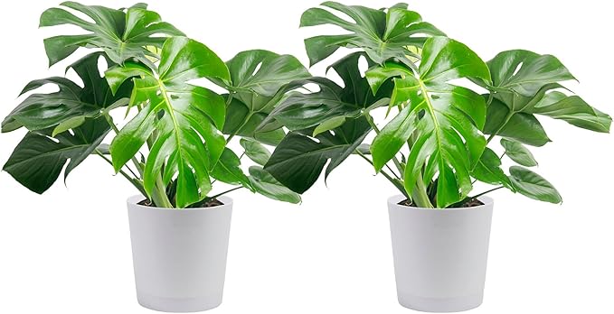 Costa Farms Monstera, Swiss Cheese Plant Live Plants in Decorative Pot,Large Indoor Houseplant, Perfect for Home, Room, or Office Decor, Great House Warming or Birthday Gift, 2-3 Feet Tall, Pack of 2