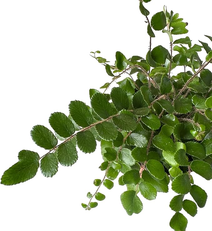 Button Fern, Live Indoor Plant, Pet-Friendly, Easy Care and Easy to Grow Houseplant, Air Purifying Plant, 4 inch Pot - Hopewind Plants Shop