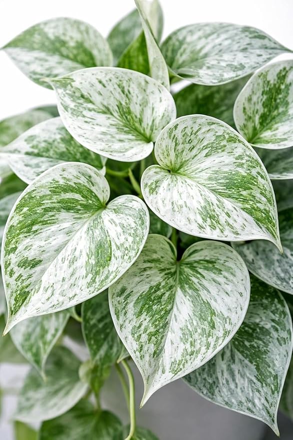 Ice Princess Pothos – Live Plant in 2 Inch Pot - Air Purifier Plant to Make Your House Healthier