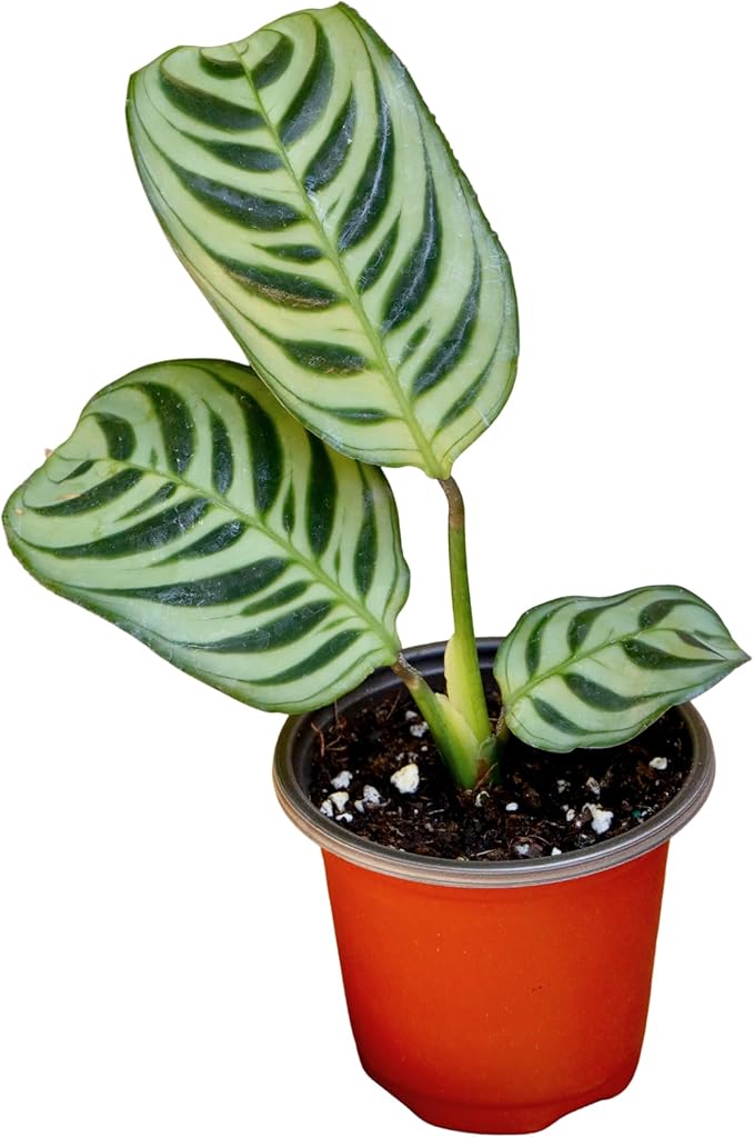 PLANTVERS Live Calathea Burle Marx in a 2" Nursery Pot - Indoor Houseplants - Low Light Office Plant - Air Purifier Plant