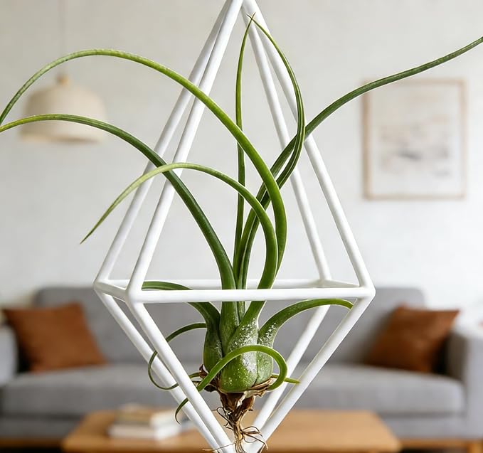 Live Tillandsia Air Plant Cqput-Medusae Easy Care Air Plants Live, Houseplants for Indoor & Outdoor Home Garden Décor, Wall & Terrarium Display