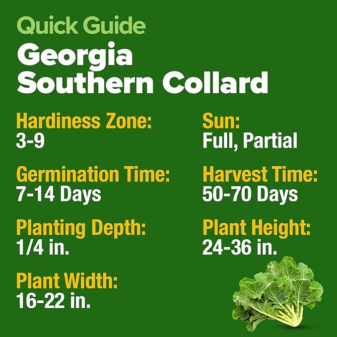 HOME GROWN Collard Greens Georgia Southern 300+ Heirloom Non GMO Seeds for Planting, High Germination, Heat & Cold Tolerant, Slow to Bolt, Nutritious Leafy Greens, Southern Cooking (Brassica oleracea)