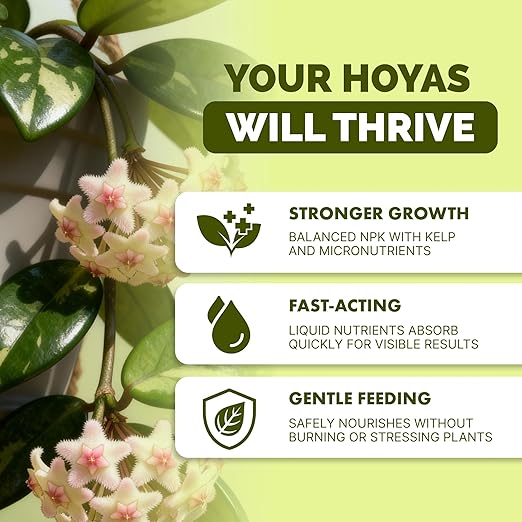 Hoya Fertilizer – Liquid Plant Food for More Blooms, Thick Waxy Leaves & Longer Vines, 32 oz