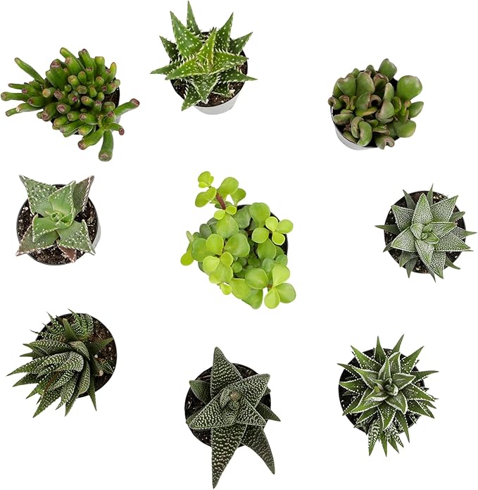 Altman Plants, Assorted Succulents Plants Live Houseplants (8PK), Succulent Plants Home Office Plants Live Indoor Plants, Live Plants Indoor House Plants, Easy Care Plants, Desk Plants, Kitchen Plants