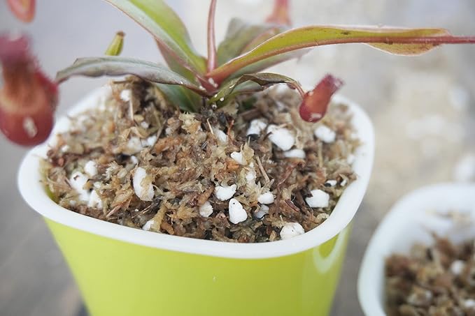 3 Qts Carnivorous Plant Soil Mix, Great Potting Soil for Venus Fly Trap Live Plant, Pitcher Plants, Sundews and Butterworts