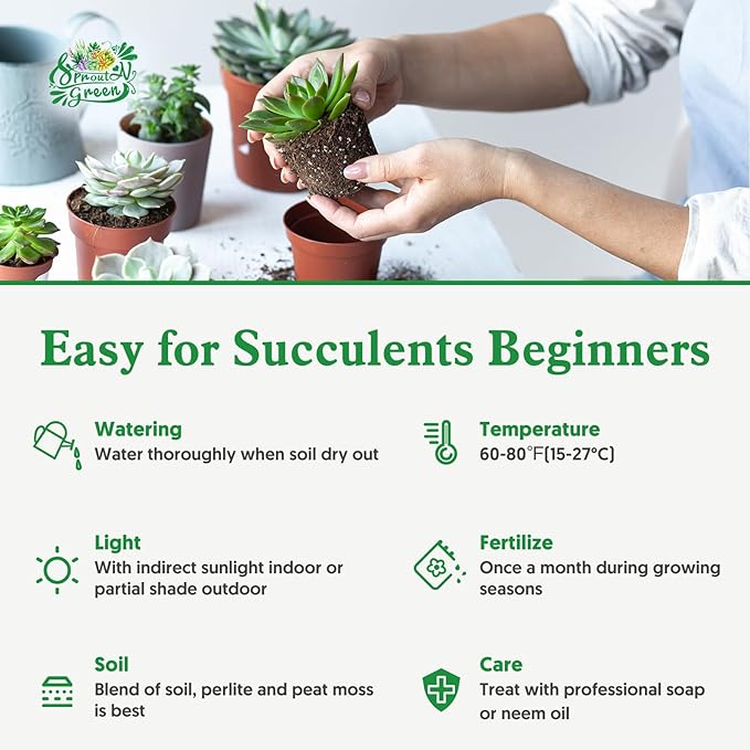 Sprout N Green String of Dolphins, Live Succulent Plant Fully Rooted in 4" Pot with Soil, Trailing Houseplant for Home Office Wedding Hanging Decor DIY Projects Party Favor, Keep Away from Pets