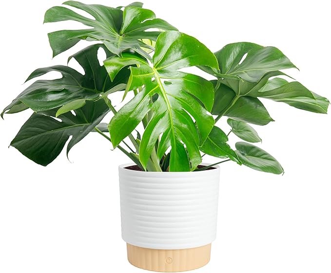 Costa Farms Monstera, Swiss Cheese Plant Live Plant in Decorative Pot, Large Indoor Houseplant, Perfect for Home, Room, or Office Decor, Great House Warming or Birthday Gift, 2-3 Feet Tall