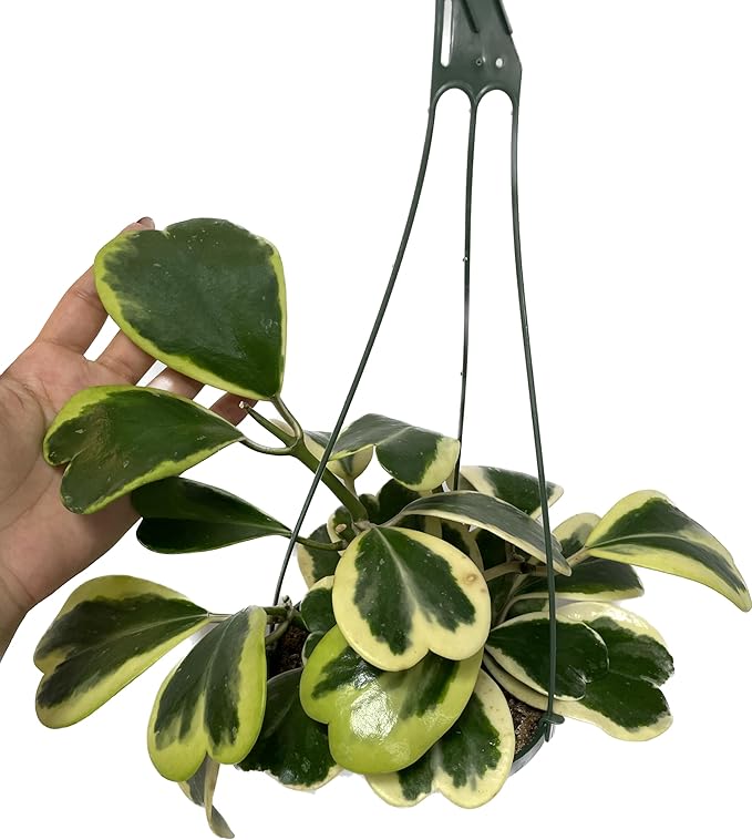 Variegated Hoya Kerrii - Hoya Plants Live Houseplant - Live Hoya Plant - Outer Variegated Hoya Kerrii - Plant Gift - Air Purifying Plant (7-9 Leaves Plant, 4" Pot)