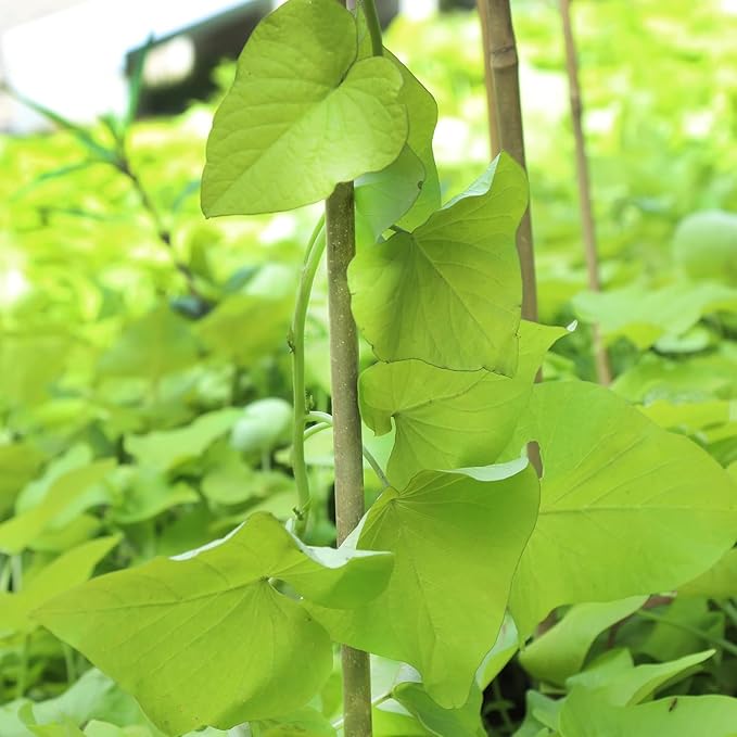 Natural Bamboo Plant Stakes (3ft-50pcs)