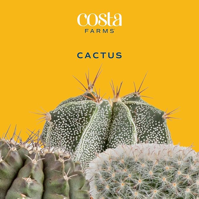 Costa Farms Cactus Live Plants in Plastic Post, Easy to Maintain Succulent Indoor Houseplant, Home, Room, or Office Decor, Great House Warming or Birthday Gift, 4-8 Inches Tall, Pack of 3