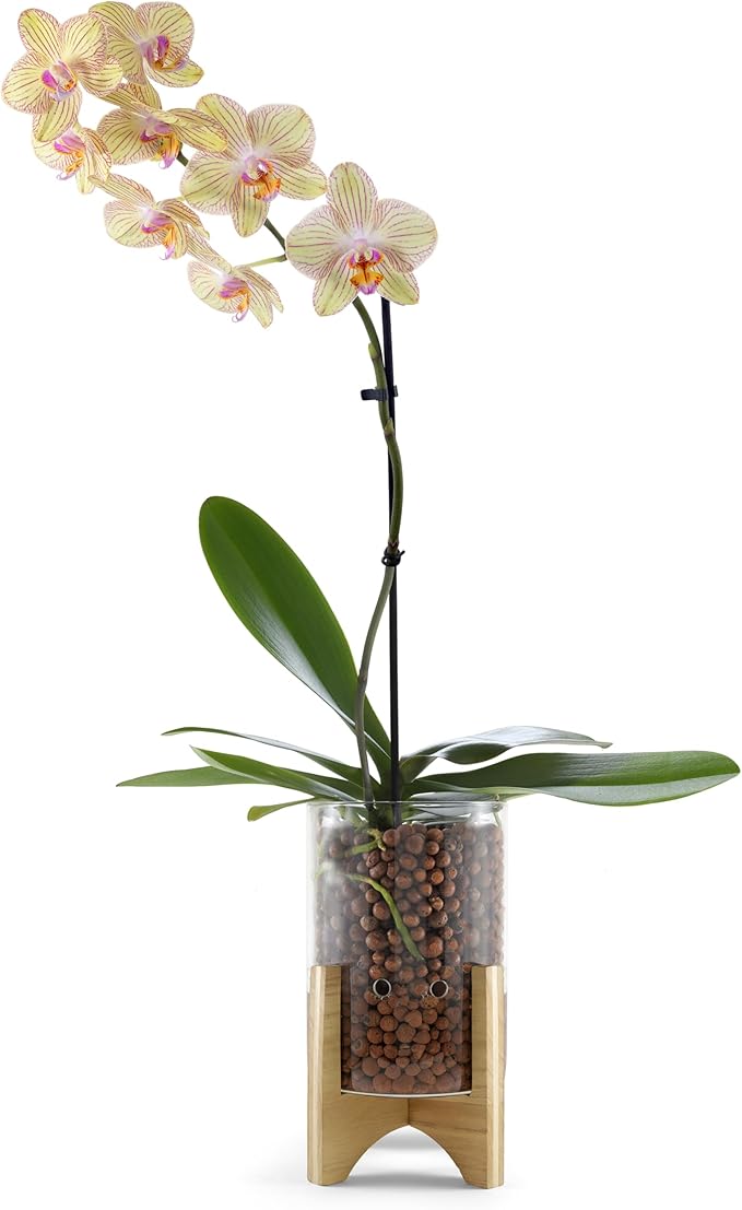 Pot & Pebble - C6 Glass Planter with Decorative Wood Base - Plant Propagation Station with Water Level Control - Plant Cutting Holder for LECA Clay Pebbles/Similar Media - Semi Hydroponic Planter