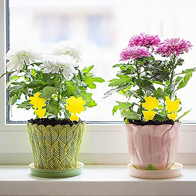 72PCS Fruit Fly Sticky Traps Fungus Gnat Traps Insect Trap for Plants Kitchen Indoor Outdoor White Flies Mosquitos Fungus Gnats Flying Insects Houseplant Gifts