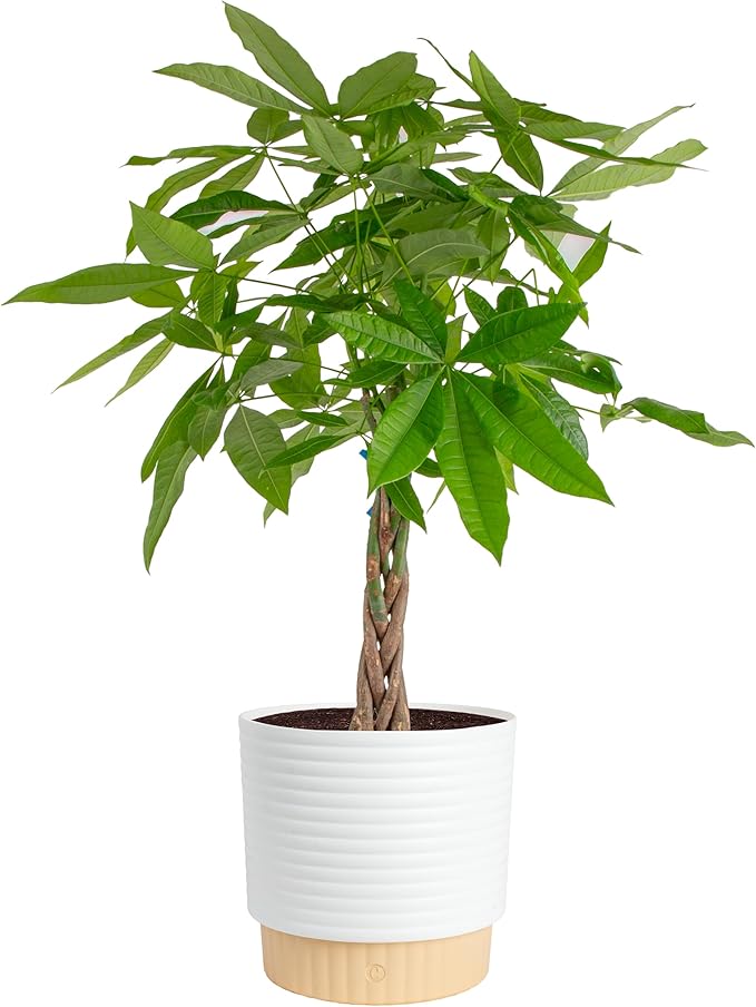 Costa Farms Live Money Tree (Pachira Aquatica), 3-4 Feet Tall, Large Indoor Plant with Braided Trunk, Easy Care Floor Plant in 10-Inch Decor Pot, Pet Friendly Housewarming Gift & Office Decor