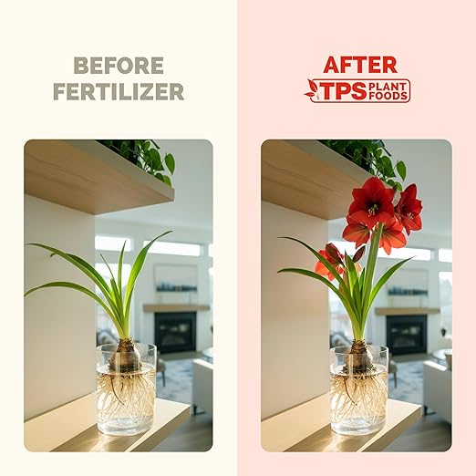 Amaryllis Fertilizer – Liquid Plant Food for Bigger Blooms, Stronger Bulb Development & Vibrant Flower Color, 8 oz
