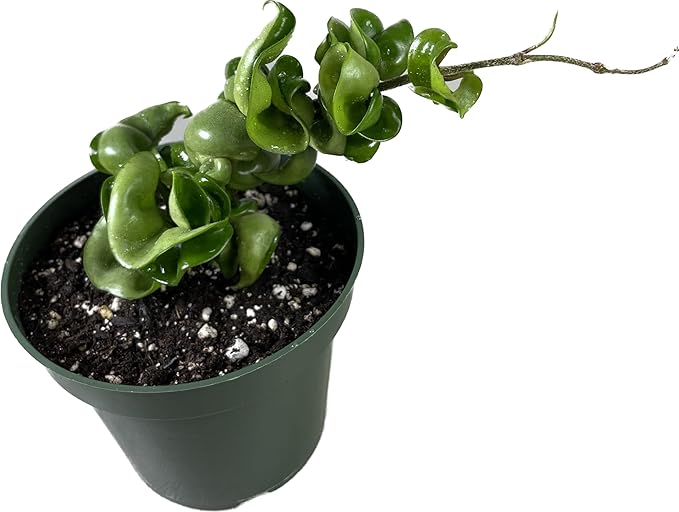 Hoya Compacta in 4" Pot aka Hoya Hindu Rope Plant or Hoya Krinkle Kurl - Hoya Plant Live Houseplants - Live Hoya Plant - Hoya Compacta Live Plant - Air Purifying Plant - Pet Friendly Plant