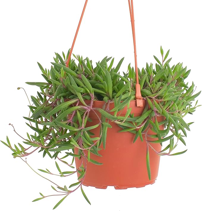 Shop Succulents Ruby Necklace Hanging Succulent, Othonna Capensis, Fully Rooted Live 6" Succulent Plant with Hanger, Low Maintenance Indoor Plant, Trailing Succulents, Gift & Garden