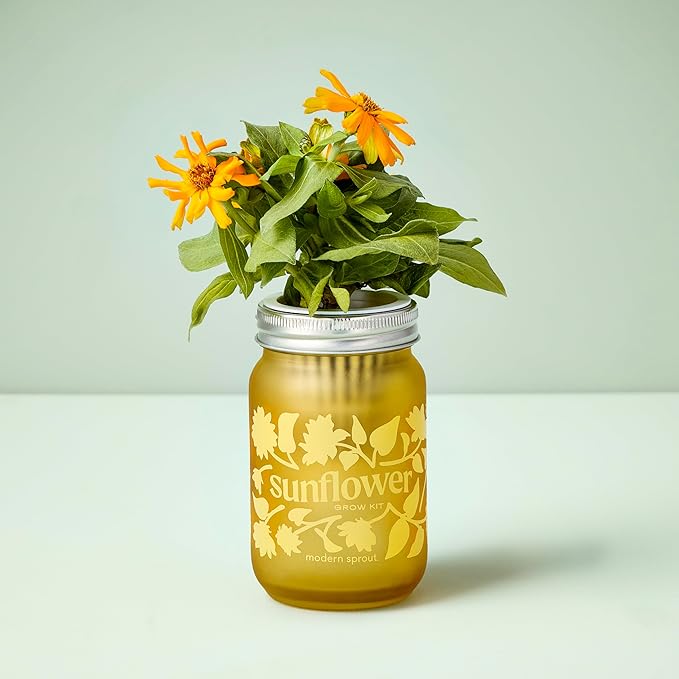 Modern Sprout Mason Garden Jar -Self-Watering Hydroponics Growing System Kit w/Organic Herb Seeds - Jar Planter for Indoor Herb Garden -Seed Starter Kit Basil+Lavender+Sunflower
