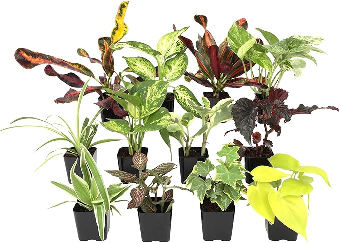 Easy to Grow Houseplants (12 Pack) Live House Plants in Plant Containers, Growers Choice Plant Set in Planters with Potting Soil Mix, Home Décor Planting Kit or Outdoor Garden Gifts by Plants for Pets