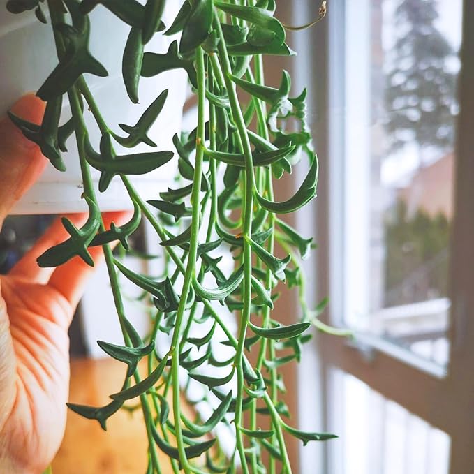 Sprout N Green String of Dolphins, Live Succulent Plant Fully Rooted in 4" Pot with Soil, Trailing Houseplant for Home Office Wedding Hanging Decor DIY Projects Party Favor, Keep Away from Pets