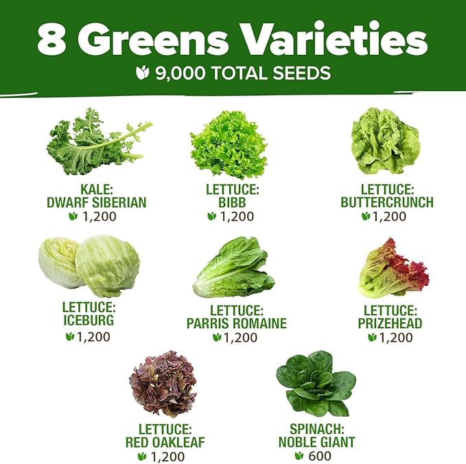 HOME GROWN Lettuce Seeds 8 Variety Mix 9000+ Bulk Pack Heirloom Non-GMO High Germination, Romaine, Bibb, Buttercrunch, Leafy Greens, Indoor Outdoor Hydroponic Garden, Cut & Come Again (Lactuca sativa)