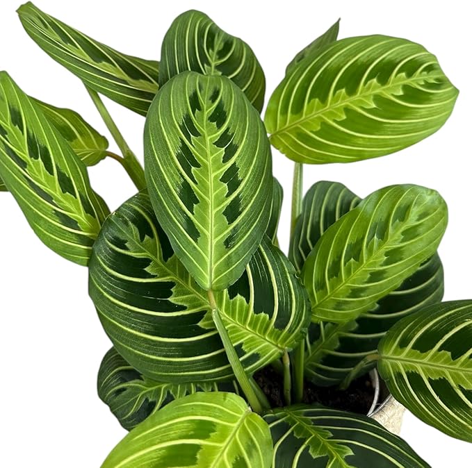 Live Plant, Lemon Lime Maranta Prayer Plant, Pet Friendly, Air Purifying Plant, Easy Care, Easy to Grow Live Indoor Plant, Houseplant, Rare Indoor Plant, Home Décor Pot (Slate)