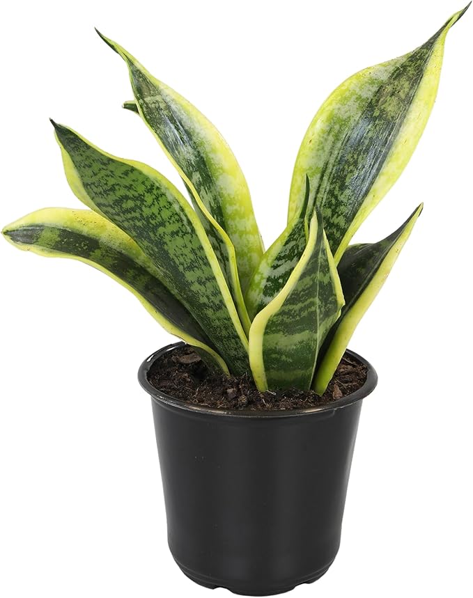 Altman Plants Live Snake Plant (Superba), Approx. 13" Tall, Virtually Indestructible, Easy Succulent Houseplant, 4 in Pot