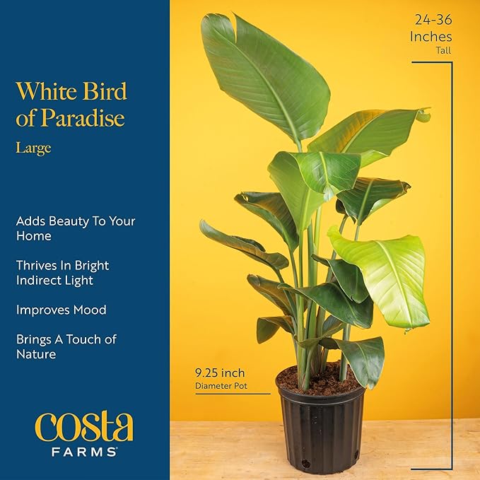Costa Farms Live White Bird of Paradise Plant, Large 2-3 Foot Tall Indoor Tropical Tree, Strelitzia nicolai, Natural Air Purifying Houseplant, Easy Care Live Room Decor for Home or Office
