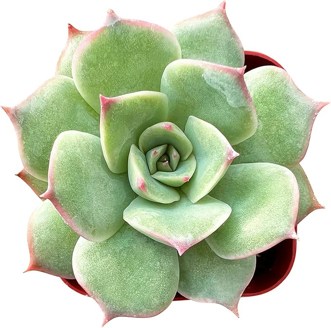 Sprout N Green Echeveria 'Pink Tips', Live Mini Succulent Plant Fully Rooted in 2in Pot, House Plant for Indoor Outdoor Home Office Wedding Decoration Party Favor, Pets Friendly, Easy to Care