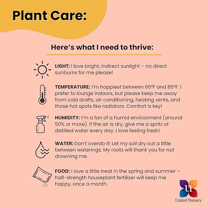 Dracaena Janet Craig Compacta Live Plant by United Nursery, 38–42 inches Tall in 10 inch Plant Pot, Indoor Outdoor House Plant, Easy Care Large Floor Plant for Office, Patio and Home Decor