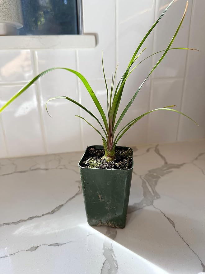 Ponytail Palm (Beaucarnea Recurvata) Live Indoor House Plant in 2-Inch Pot – Low Maintenance, Air-Purifying Plant (1)