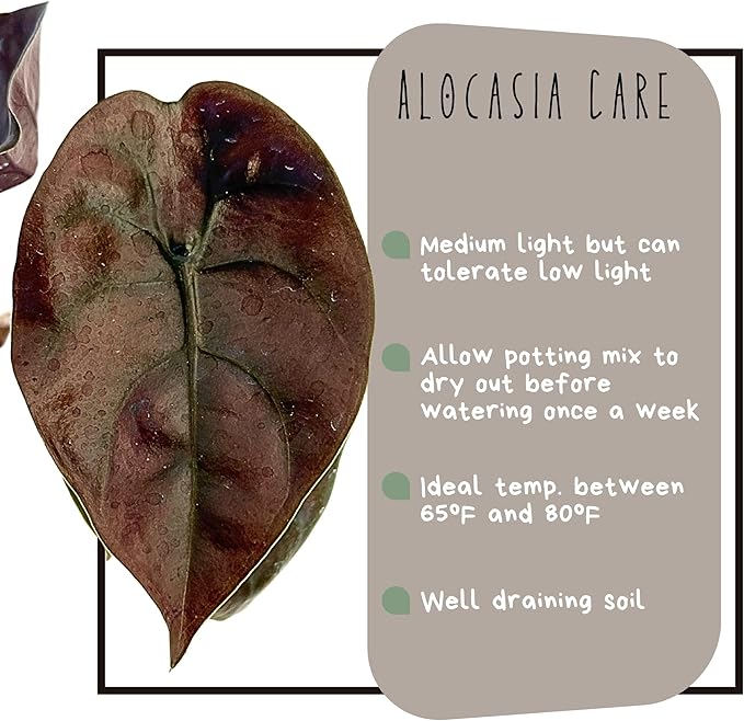 Alocasia Live Plant Starter Pack in 2" Pot - Variety Pack of 5 - Pet Safe Easy to Grow Air Purifying Indoor House Plants Flowers for Home Office Wedding Decor & Birthday Gift (Heat Pack Included)