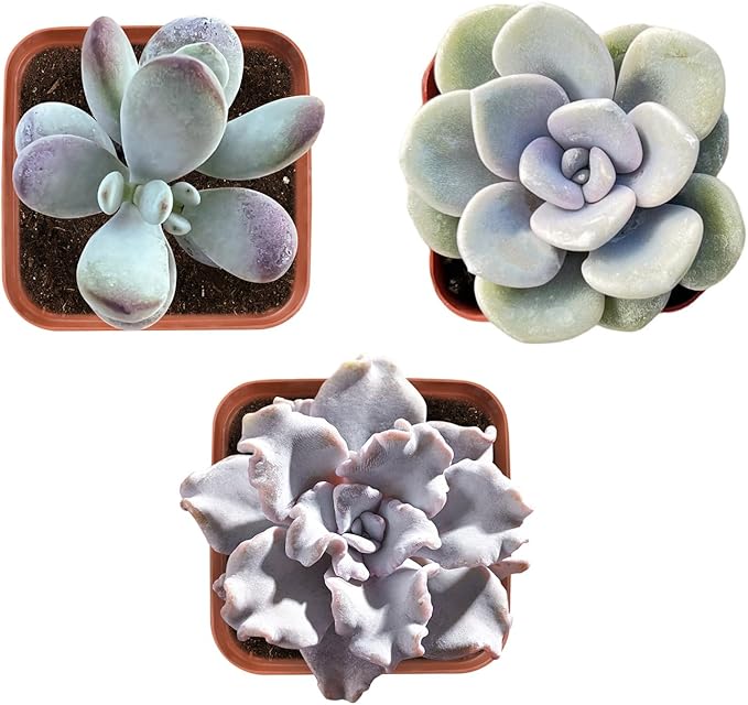 Succulent Plants (3 Pack), Live Succulents Fully Rooted in 2" Grower Pots, Unique Potted House Plant for DIY, Home Decor, Wedding Party Favor (Light Color Varieties)